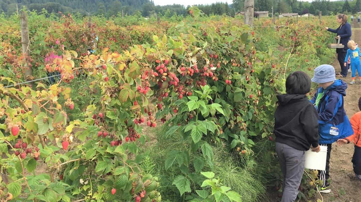 Best U-Pick Berry Farms Around Seattle, The Eastside And South Sound ...